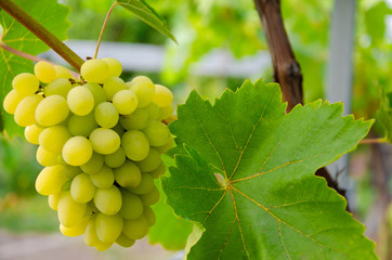 Grape.Bunch of ripe white grapes on a branch.