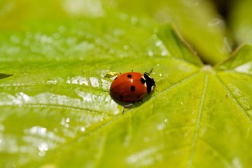 Ladybug On A Leaf