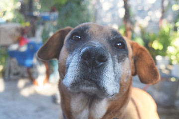 Portrait of a cute dog close-up . Close-up portrait.