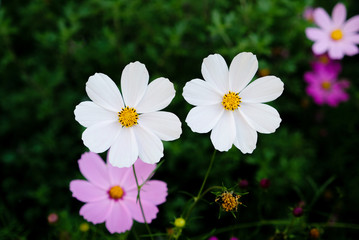 Fototapeta premium Beautiful cosmos flowers in bloom in the garden, close up.