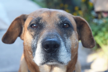 Portrait of a cute dog close-up . Close-up portrait.