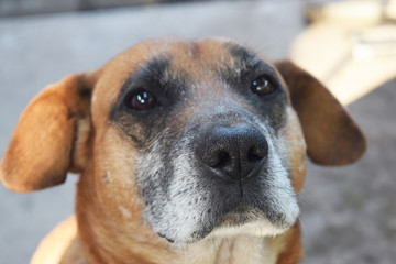 Portrait of a cute dog close-up . Close-up portrait.