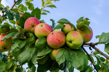 Apples red. Many apples on the tree.