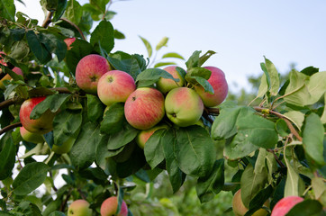 Apples red. Many apples on the tree.