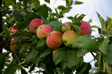 Apples red. Many apples on the tree.