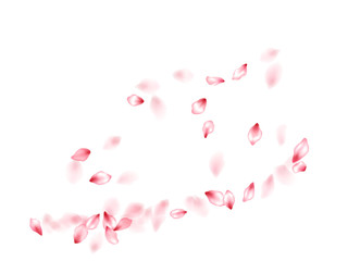 Pink sakura flower flying petals isolated on white vector background.