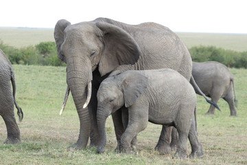 Fototapeta na wymiar Elephant mom and calf, Masai Mara National Park, Kenya.