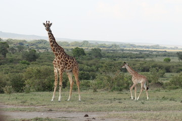 Naklejka na ściany i meble Giraffe mom and her calf, Masai Mara National Park, Kenya.