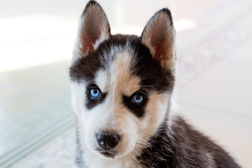 Baby Husky