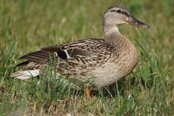 duck on grass