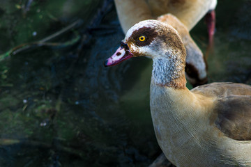 two Alopochen aegyptiaca - Egyptian goose - in a pond. detail of upper body and head, left profile. main colors: green, orange, yelow.