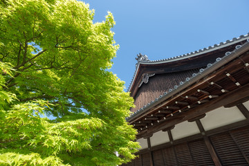 Pine trees, in Japanese zen garden Kyoto Japan