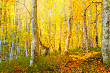 Fototapeta premium Golden Autumn in a wild forest -yellow orange leaves and big trees, natural landscape