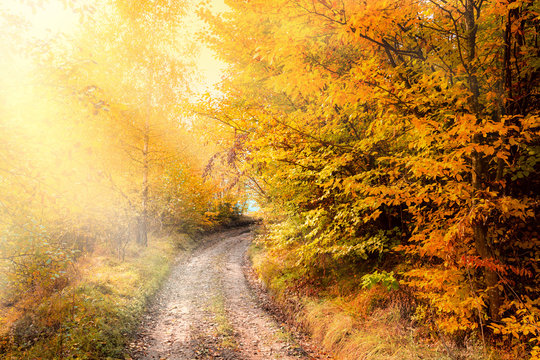 Sunny Autumn Road in golden forest, beautiful fall season