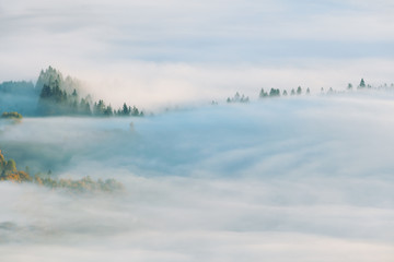 Fototapeta premium Foggy Autumn landscape with fir forest and yellow maple trees