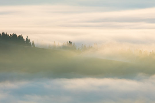 Misty landscape with fir forest in Mountains valley