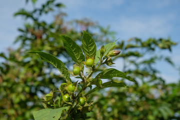 Fototapeta premium Grüne Tollkirsche (Atropa belladonna)