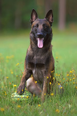 Happy young Belgian Shepherd dog Malinois sitting outdoors on a green grass holding a watermelon with its paw in summer