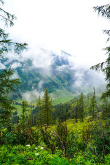 forest in mountains