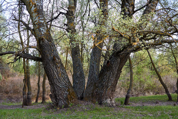 Several trunks of an old poplar tree