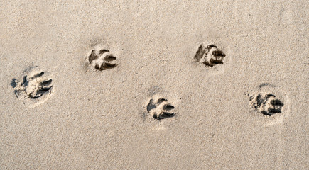 Hunde - Pfotenabdruck am Hunde Strand