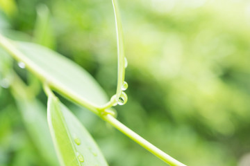 Water droplets on green tropical leaf nature blurred background,selective focus