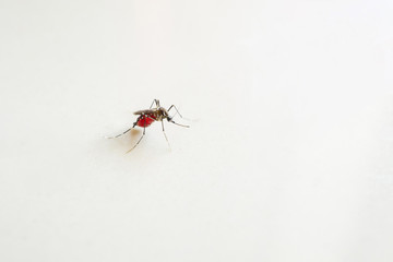 Mosquito sucking blood already, Malaria,Dengue,Chikungunya,Mayaro fever,Dangerous Zica virus,influenza,Zika virus