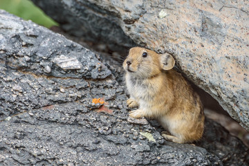 pika stones rodent