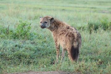 Spotted hyena in the Masai Mara National Park, Kenya.