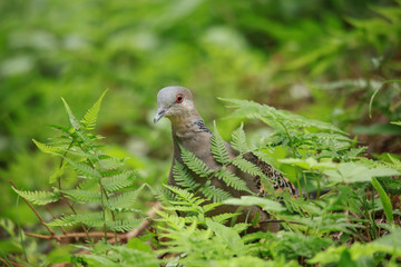 鳩