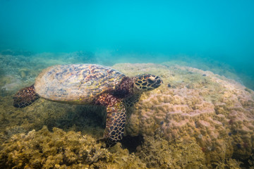 Woman swimming with hawksbill turtle at the great barrier reef, Queensland, Australia