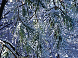 Ice Encased Pine Needles © Tim
