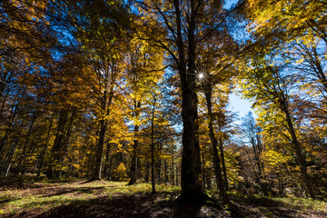 The plateau of Cansiglio