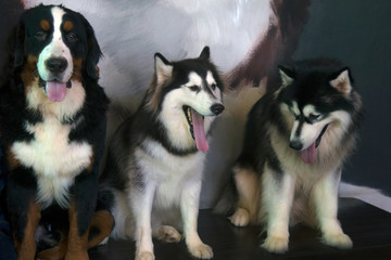 handsome husky in the coffee shop