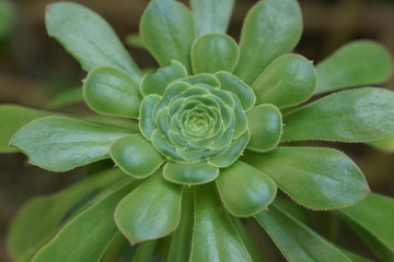 green succulent 