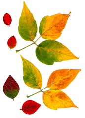 Collection beautiful colorful autumn leaves isolated on white background