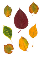 Collection beautiful colorful autumn leaves isolated on white background