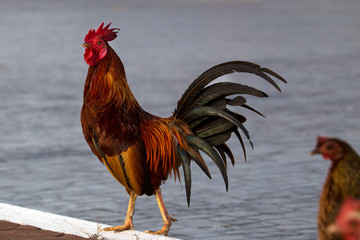 one elegant Rooster and a hen
