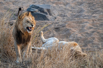 lions mating in kruger park south africa