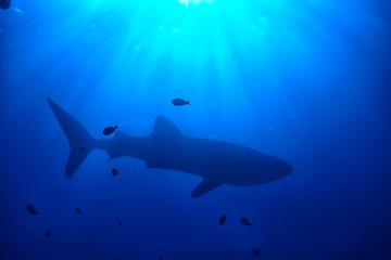 Obraz na płótnie Canvas whale shark scene landscape / abstract underwater big sea fish, adventure, diving, snorkeling