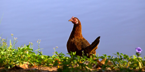 one elegant Rooster and a hen