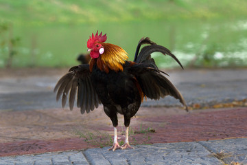 one elegant Rooster and a hen