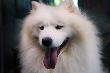 A handsome dog in my neighborhood 