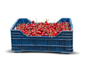 Many red ripe cherries in a bin ready to be packaged for sale