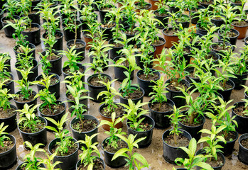 small potted flowers in the greenhouse