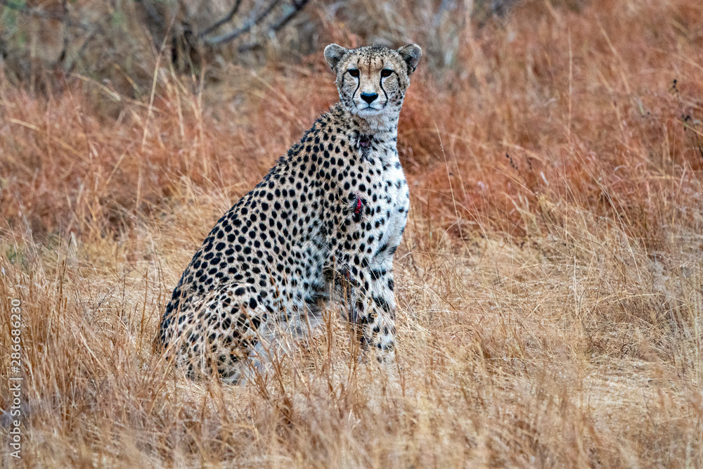 Wall mural cheetah wounded in kruger park south africa