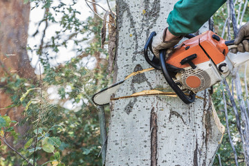 Controlled logging with old poplar chainsaw