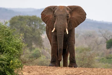 Zelfklevend Fotobehang grote olifant in kruger park zuid afrika © Andrea Izzotti