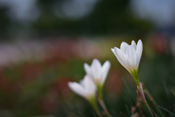 white flower with 