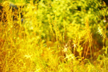 field of yellow flowers